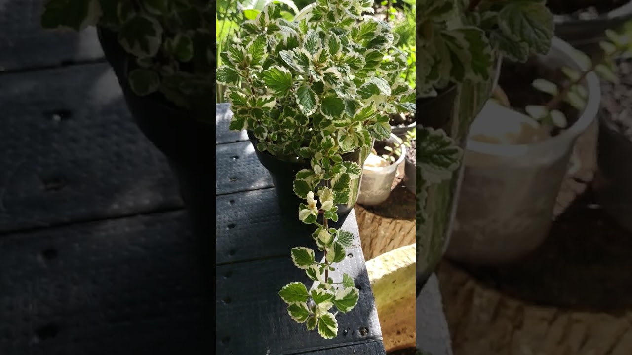 Plectranthus Forsteri