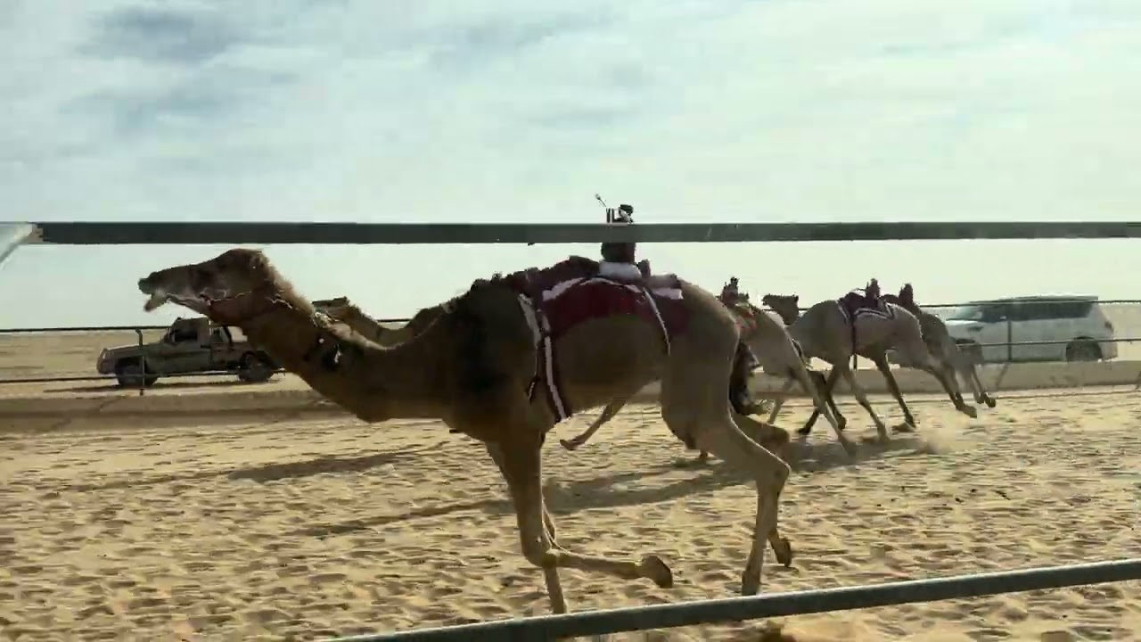 الشوط الخامس بكار حقايق / شرف محمد سالم المري