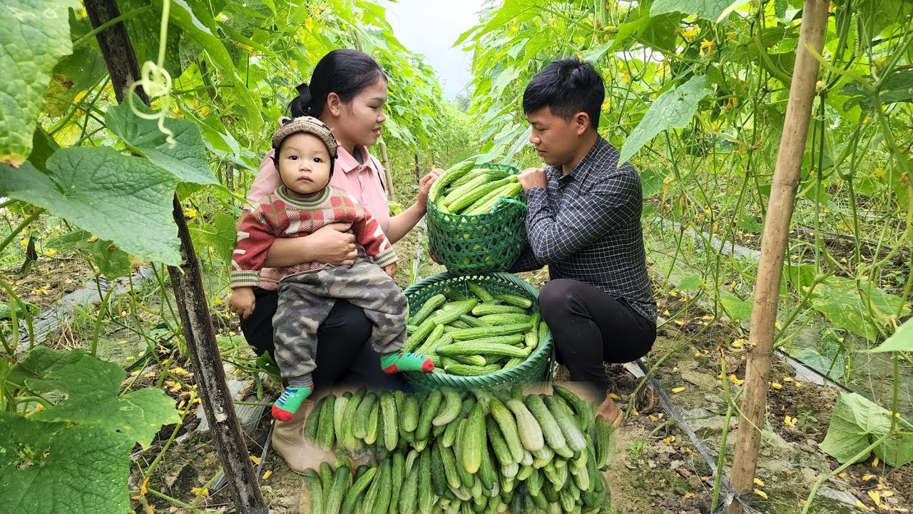 Harvesting Cucumber Garden goes to the market sell | Hà Tòn Chài - YouTube