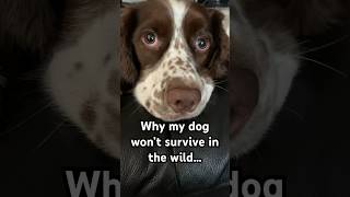 Why my dog won’t survive in the wild #funny #dog #doglover