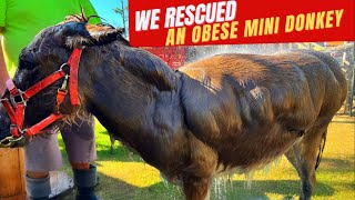 We Rescued An Obese Miniature Donkey