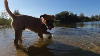 Border Terrier WOODY does not go too deep by Border Terrier Tube (BTT) 646 views 7 months ago 3 minutes, 32 seconds