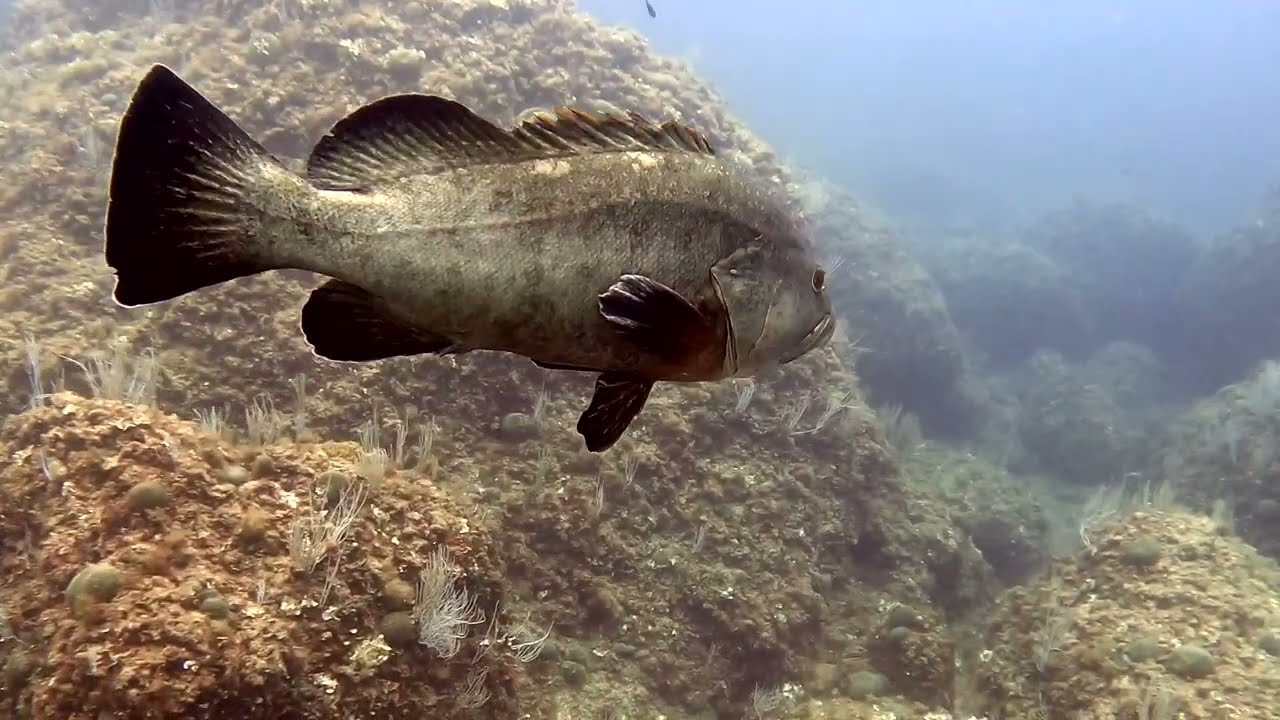 Inmersión en las Islas Medas en agosto 2022. GoPro 9.