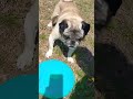 Trying out the new flying disc #pugs