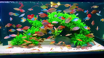 Bể Cá Cầu Vồng - Nóng quá sủi oxy phải thật căng Ước Trần