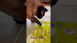 Solving cat food puzzle! #cat #siamese #catfood #pets