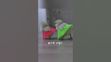 이 병아리가 매일 하는 특별한 연습의 정체