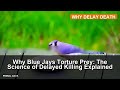 Why Blue Jays Torture Prey: The Science of Delayed Killing Explained