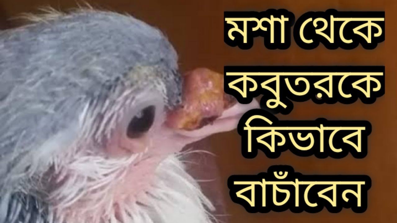 কবুতরের বাচ্চাকে মশা থেকে বাচাঁনোর পদ্ধতি ।  How to save a baby pigeon from mosquitoes