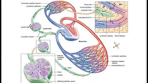 Lymphatic System- A&P ll- Online Lecture #4