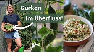 What I'm doing with my harvest now🥒Cucumber glut in August & 2 delicious everyday recipes