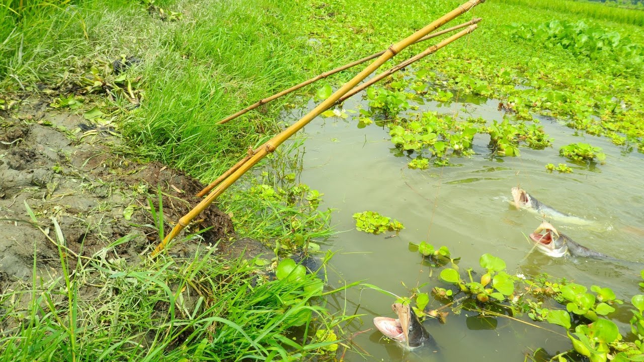 Best Fishing Video 2022! Traditional Hook Fishing Trap!