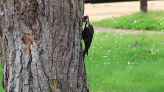 Woody Woodpecker by BigSea757 1,212 views 7 years ago 1 minute, 7 seconds