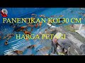 PANEN IKAN KOI 30 CM HARGA PETANI !!!!! KOIYAKOI FARM