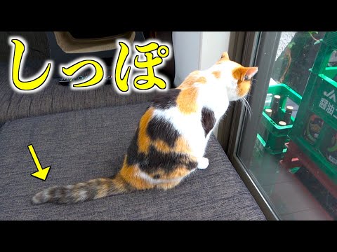 尻尾の動きがかわいいまりも。