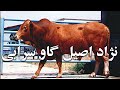 شناخت گاو سرابی یکی از بهترین نژاد های گاو ایران و کیفیت گوشت آن 