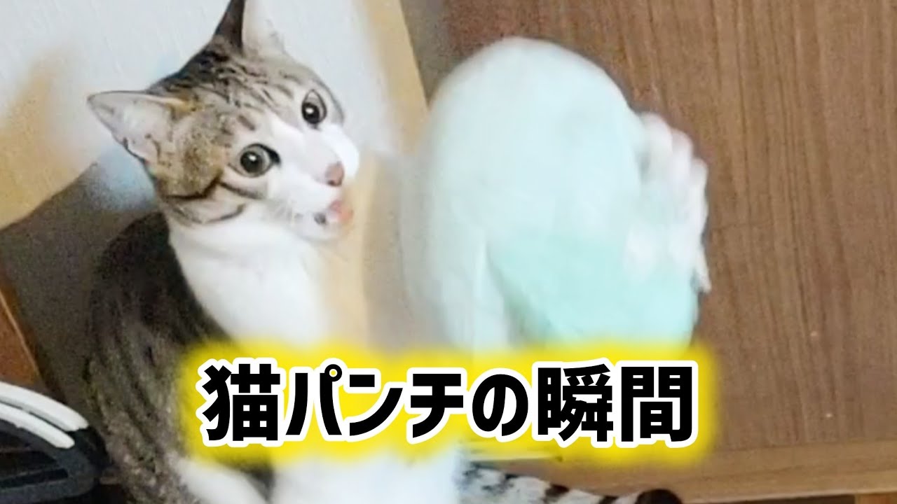 ぬいぐるみで遊ぶ猫🐱真剣な眼差しで猫パンチの瞬間を激写しました✨