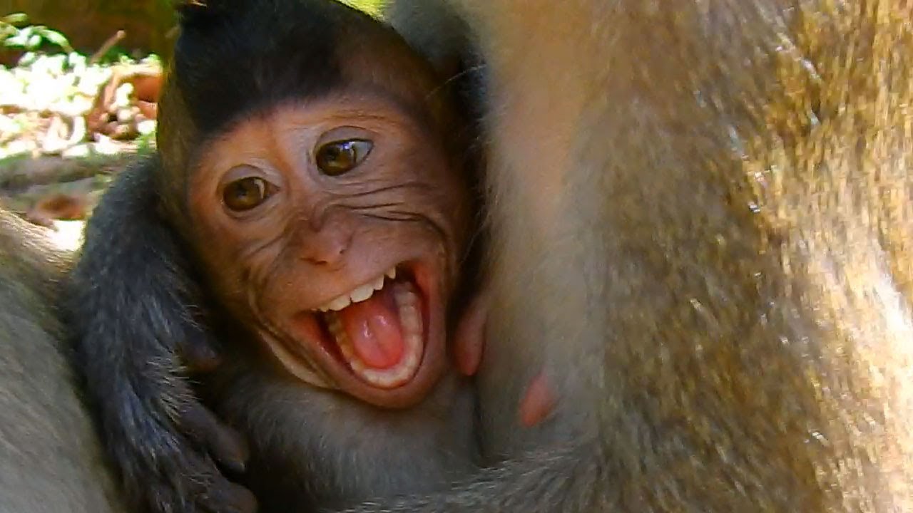 Angry crying by mom Reject milk! Baby Stomy get growing up, Mom Spring hard wean milk till crying