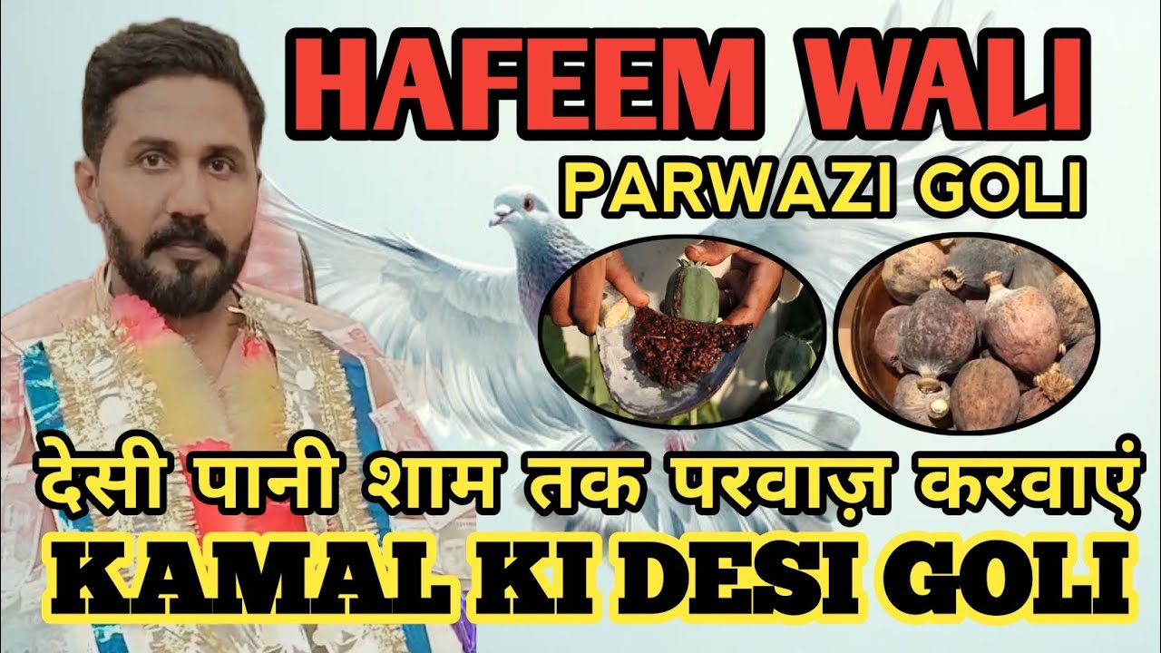 HAFEEM WALI DESI PARWAZI GOLI|| FULL GARMI ME KABOTAR SHAAM TAK PARWAZ KARE #pigeon #bird #kabootar