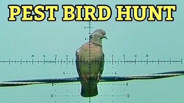 Pigeon Hunting with FX Leopard Air Gun ￼