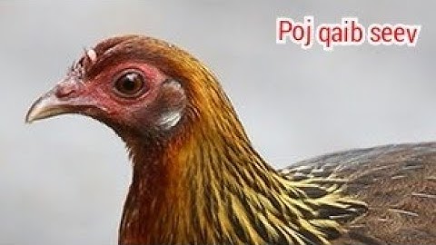 tiếng gà mái rừng mới suab poj qaib seev zoo. best ayam hutan Betina sound. ไก่ตัวเมียร้องดีสุด