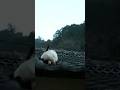 【いなか猫、過去動画の切り抜き（147）】 #いなか猫 ＃おもしろい猫＃shorts