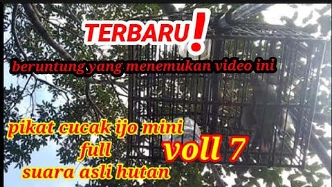 suara andalan pikat cucak ijo mini || beruntung yang menemukan video ini