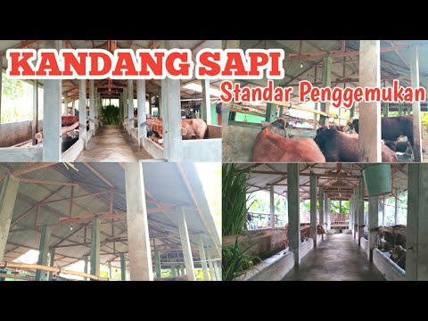 Video: Kandang Sapi (55 Foto): Standar Konstruksi, Cara Melengkapi Kandang Sapi, Ukuran Kandang Untuk 5 Ekor, Diagram Proyek