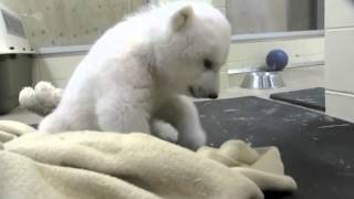 Polar Bear Cub in Alaska (3-22-13)