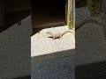 # 🌎 earth discoveries[ monitor lizard]