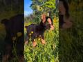 Baby goat #zoology #awesome #beautiful #foryou #viralvideo #wildlife #beauty #amazinganimals