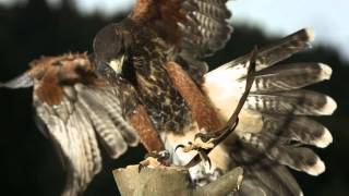Anti Turbulence System Inspired By Birds Rmit University