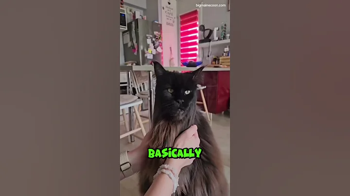 Video 11856741: maine coon cat gentle, giant maine coon cat, maine coon cat meets, cat meets dog