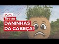 NOVO herbicida pré-emergente para SOJA e MILHO | IHARA