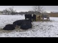 How Texas ranchers are coping with this winter storm