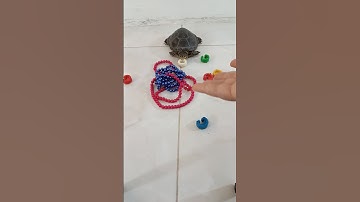 satisfying taco turtle asmr #oddlysatisfying #turtle #satisfying #cute #animals