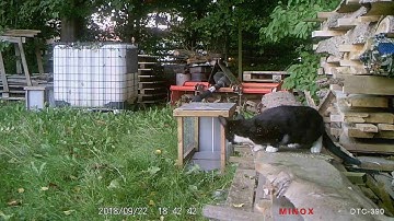 Feral cats on catnip!