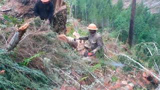 Mike jiligan cut down a huge tree