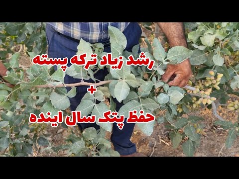 راز رشد ۷۰ سانتی ترکه های پسته آیا درخت پسته نباید زیاد رشد کنه