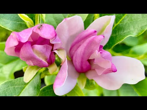 Video: Llojet Dhe Varietetet E Magnolisë (46 Foto): Magnolia E Bardhë Siebold, E Verdhë Dhe Rozë, Lebner Dhe Virginia, 