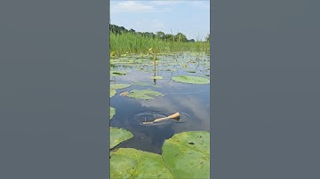 Wow! Amazing Hook Fishing video in Beel water #hook_fishing #bigfish #fishvideo #fishing #shorts