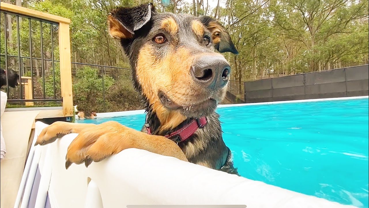 Monday’s dog pack at the farm