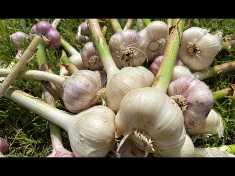 Vidéo: Mon ail ne forme pas de bulbes : pourquoi n'y a-t-il pas de gousses d'ail sur ma plante ?