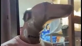 DANK MEMES / UNUSUAL MEMES COMPILATION V2