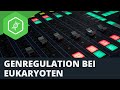 Genregulation bei Eukaryoten Mp3 Song