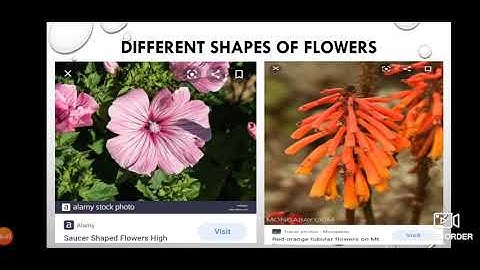 School-MLZS Barh   Class-IV   Subject-EVS     Topic-Flowers