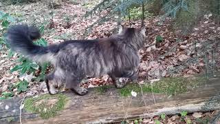 Norwegian Forest Cat: Long Trail with Finn