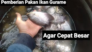 HOW TO PROPERLY FEED GOURAMI FISH
