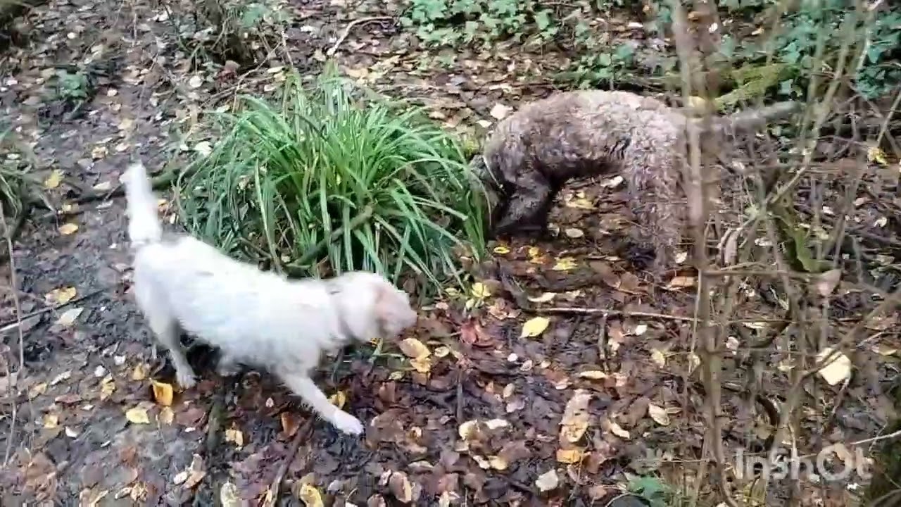 Busta bianca a bianco😢 #tartufo #cani #funghi #natura #food