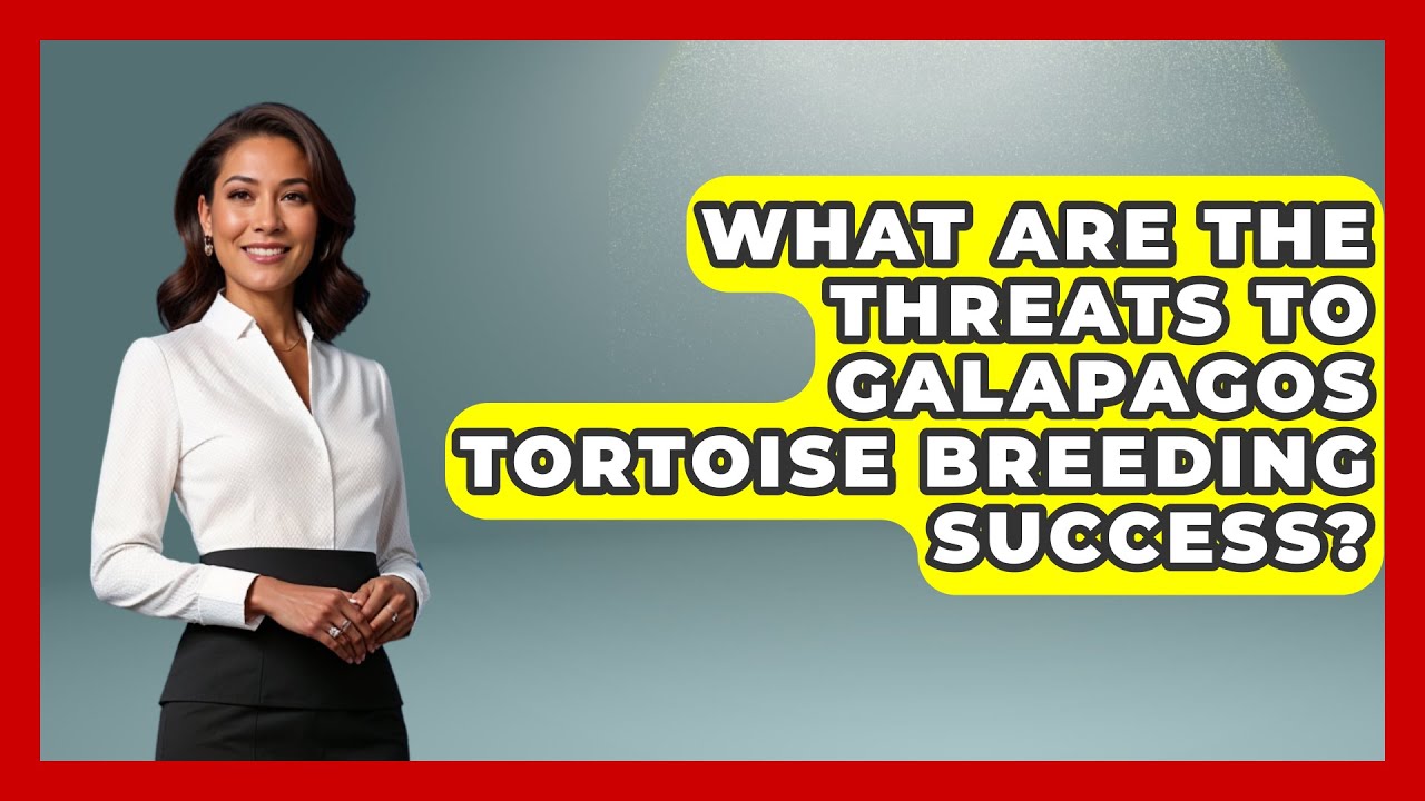 What Are The Threats To Galapagos Tortoise Breeding Success? - Reptilian Wonders